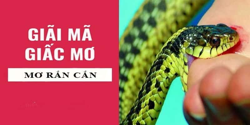 Mơ Bị Rắn Cắn Có Điềm Báo Gì? Đánh Con Số Nào Dễ Thắng? 2 Giấc mơ bị rắn cắn thường gặp